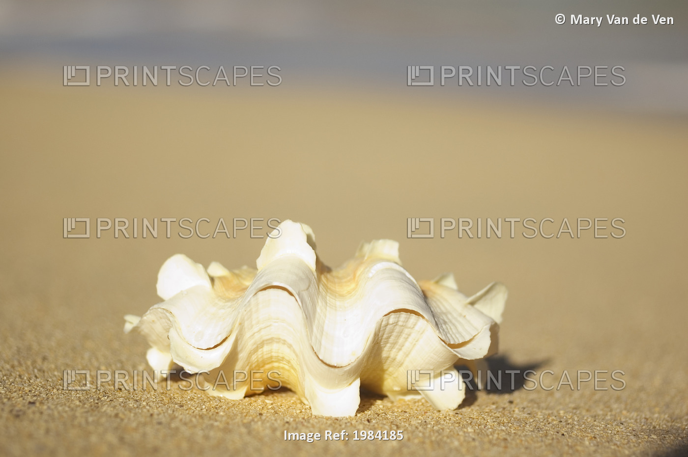 Frilly White, Yellow And Orange Clam Shell Laying On Sand.