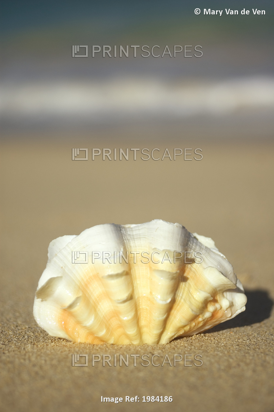 Frilly White, Yellow And Orange Clam Shell Upright On Beach, Blurred Ocean In ...