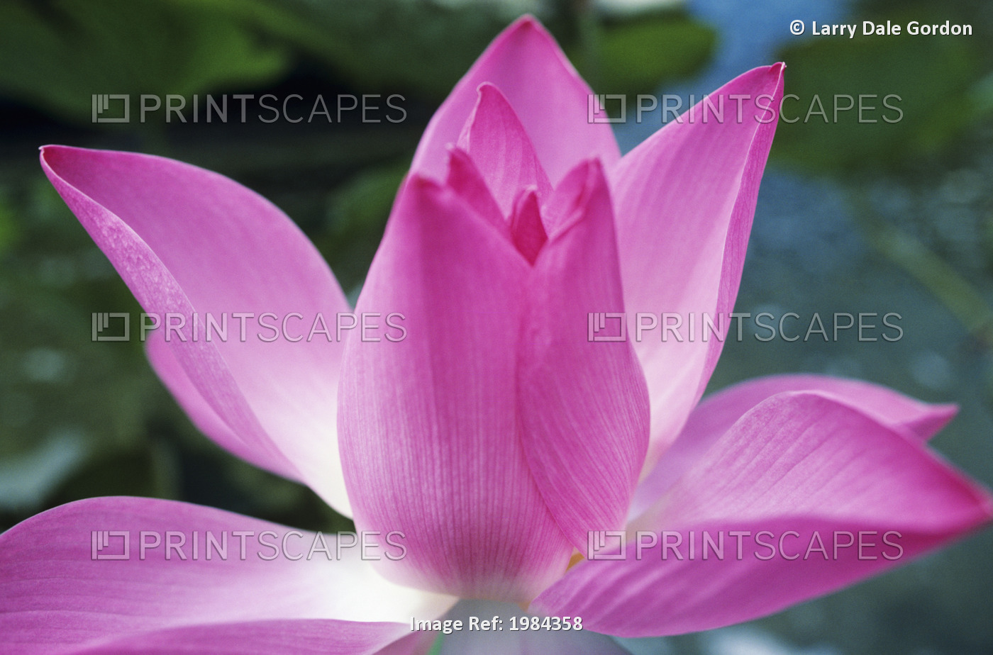Close-Up Of Pink Lotus Waterlily Bud.