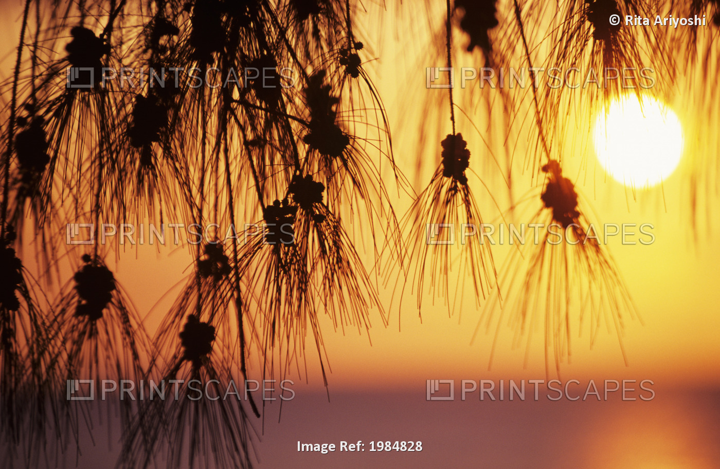 Hawaii, Silhouetted Branches Of Ironwood Pine, Orange Sunset Over Ocean In ...