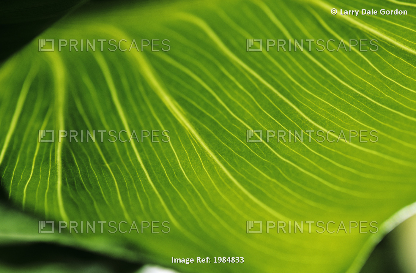 Extreme Close-Up Of Calla Lily Leaf.