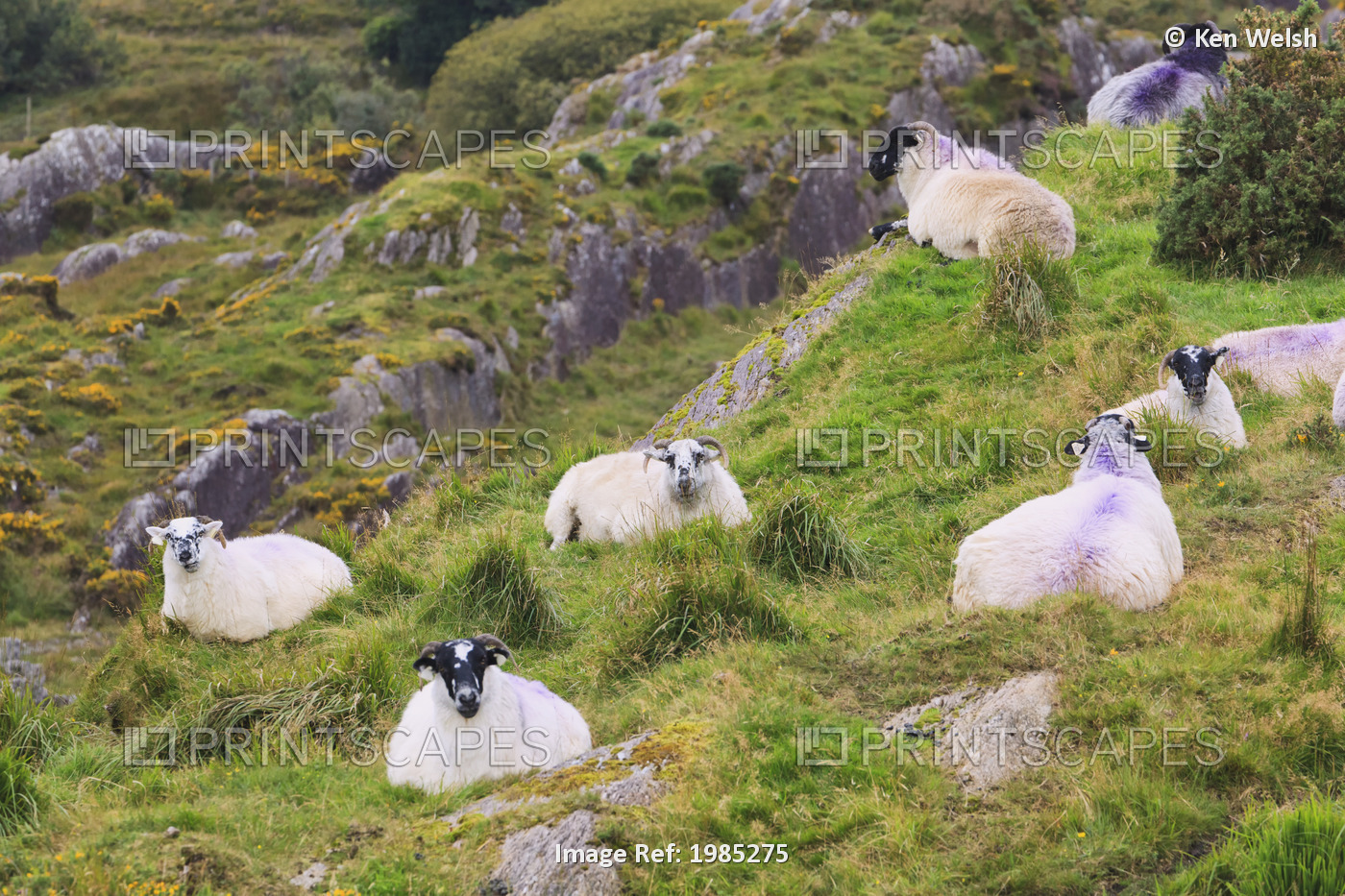 Sheep On Hillside Near Healy's Pass; County Kerry, Republic of Ireland