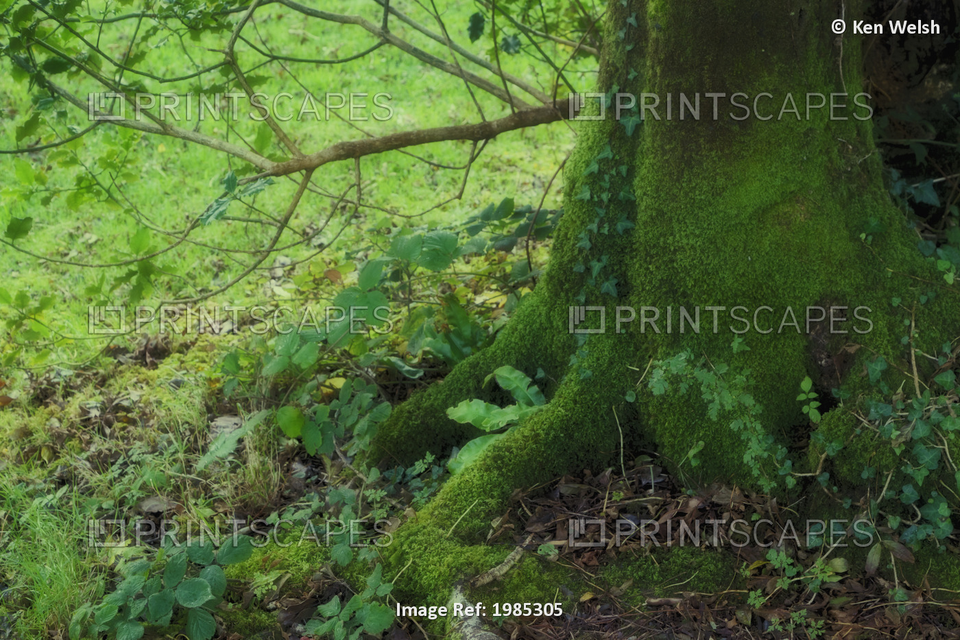 Tree Trunk Covered With Heavy Moss In Gougane Barra Forest Park; County Cork, ...