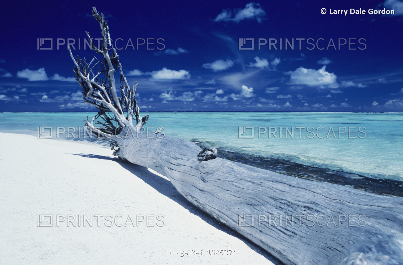 French Polynesia, Tetiaroa (Marlon Brando's Island), Driftwood On White Sand ...