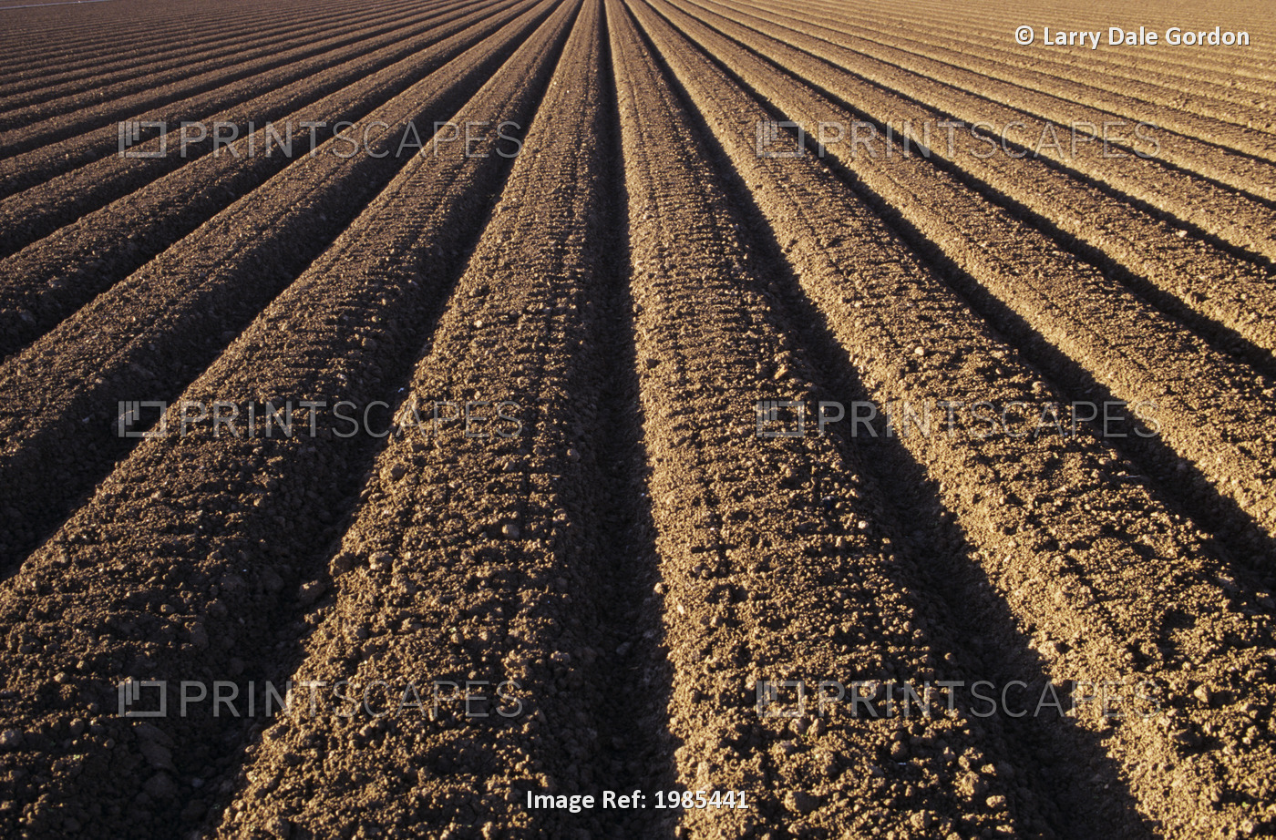 California, Field Of Plowed Soil Ready For Planting.