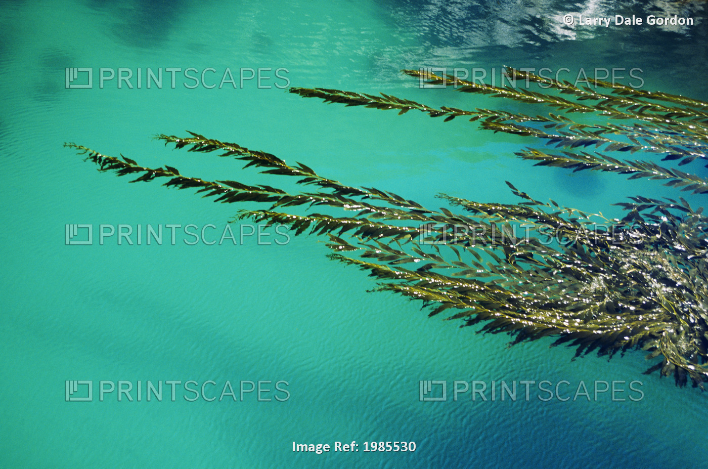 USA, California, Seaweed floating in turquoise ocean water on coastline; Big Sur