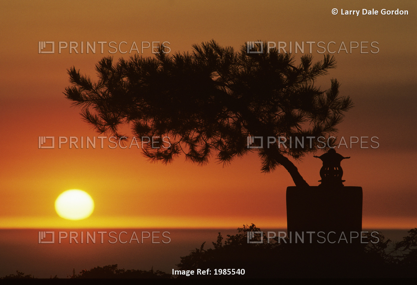 California, Big Sur Coast, Silhouetted Cypress Tree On Hillside Overlooking ...