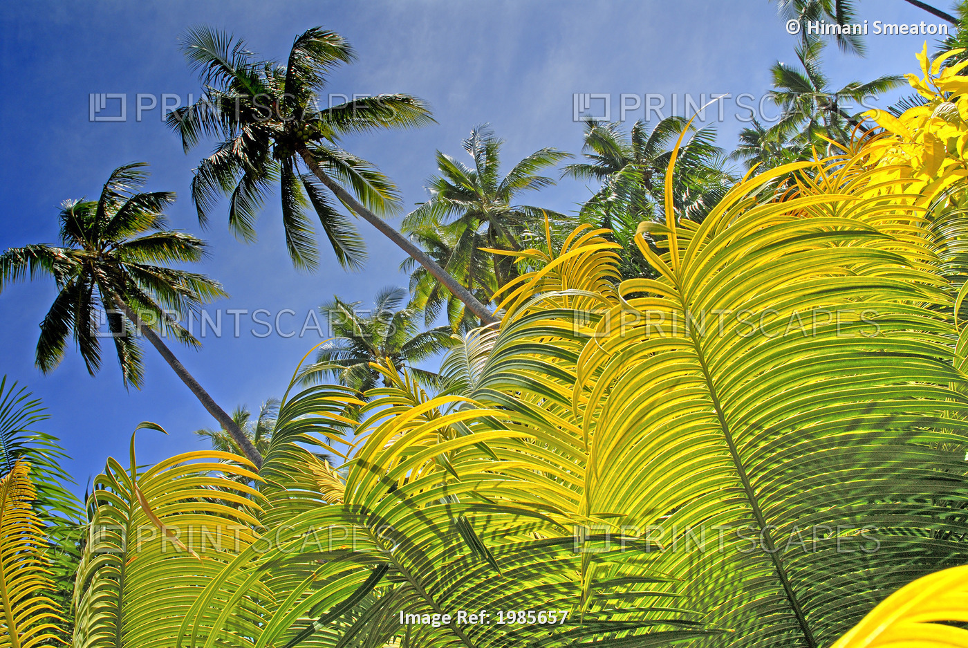 Fiji, Viti Levu, Detail of light green fern leaves in foreground with tall ...