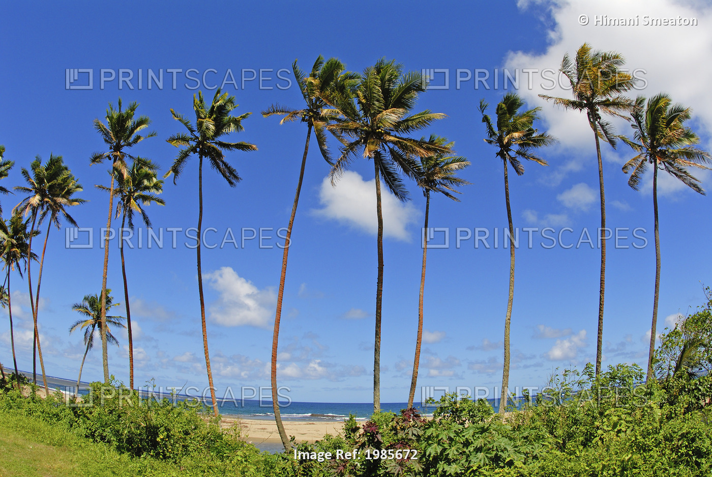 Fiji, Tall Palm Trees Line A Tropical Beach.