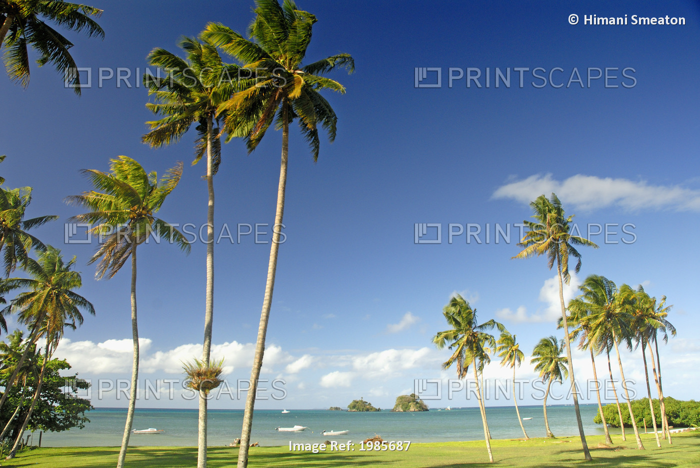 Fiji, Grassy shoreline with tall palm trees along ocean with boats and small ...