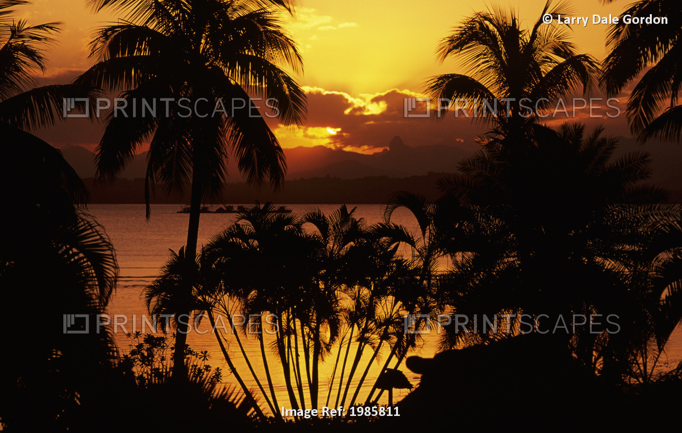 Fiji, Sunset Over Suva Bay, Silhouetted Palm Trees In Foreground.