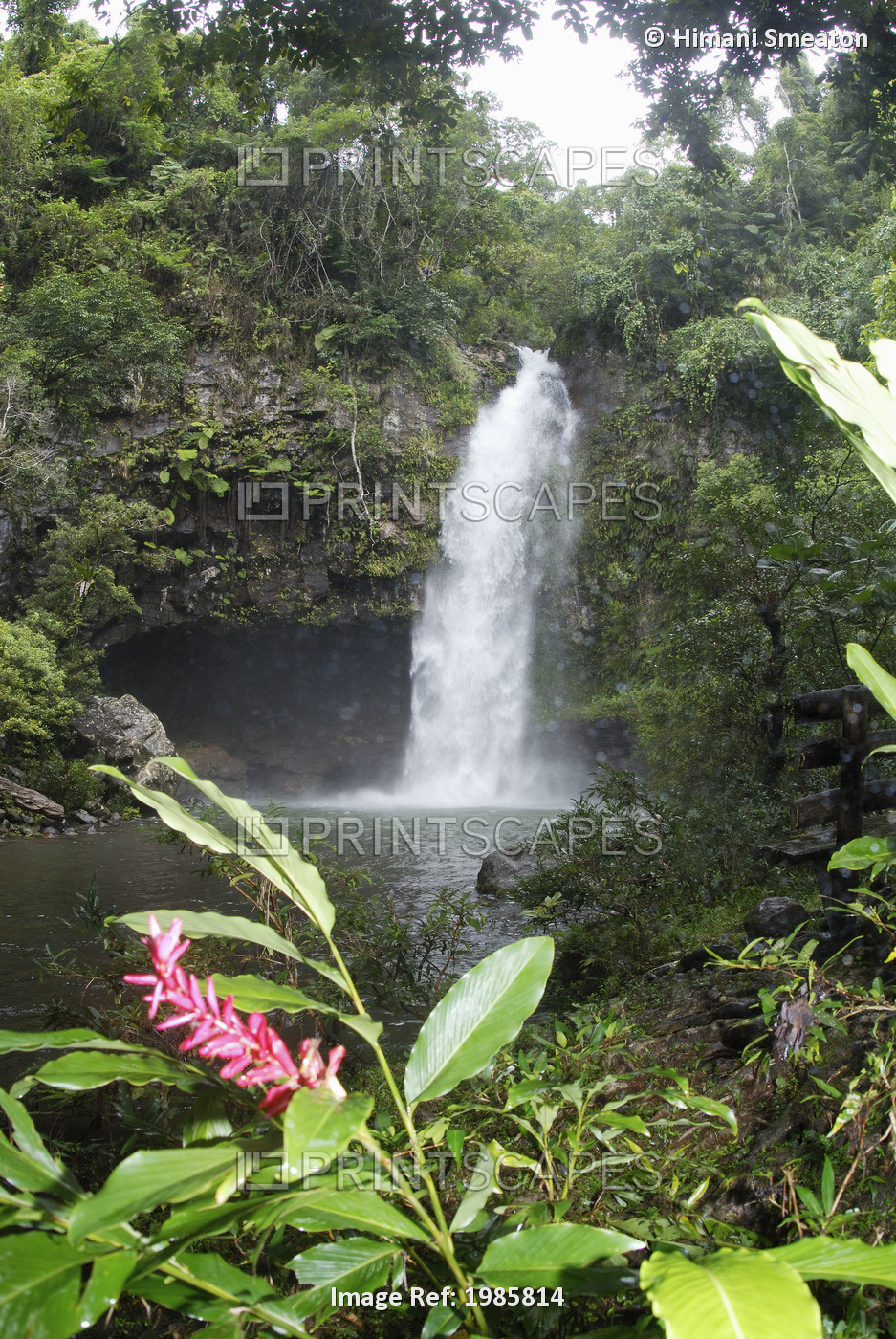 Fiji, Taveuni, Bouma National Heritage Park, Tavoro Waterfall With Pink Ginger ...