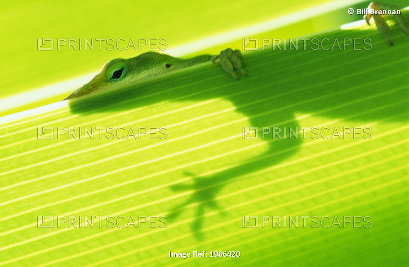 Closeup Of Outline Of A Green Lizard From Under A Leaf, Eye And Foot Over Edge