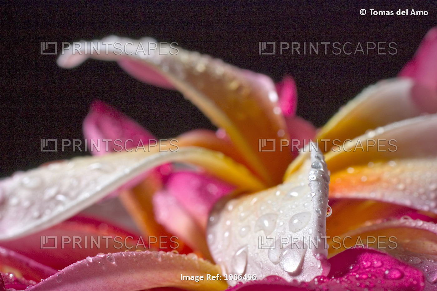 Closeup Abstract View Of Pink And Yellow Plumeria Petals, Wet With Dew.