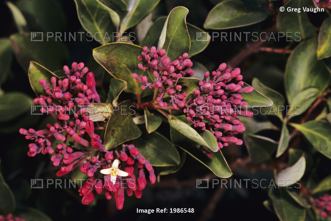Sandalwood (Santaium Haleakalae-Santalaceae) Blossom, Known As Iliahi.