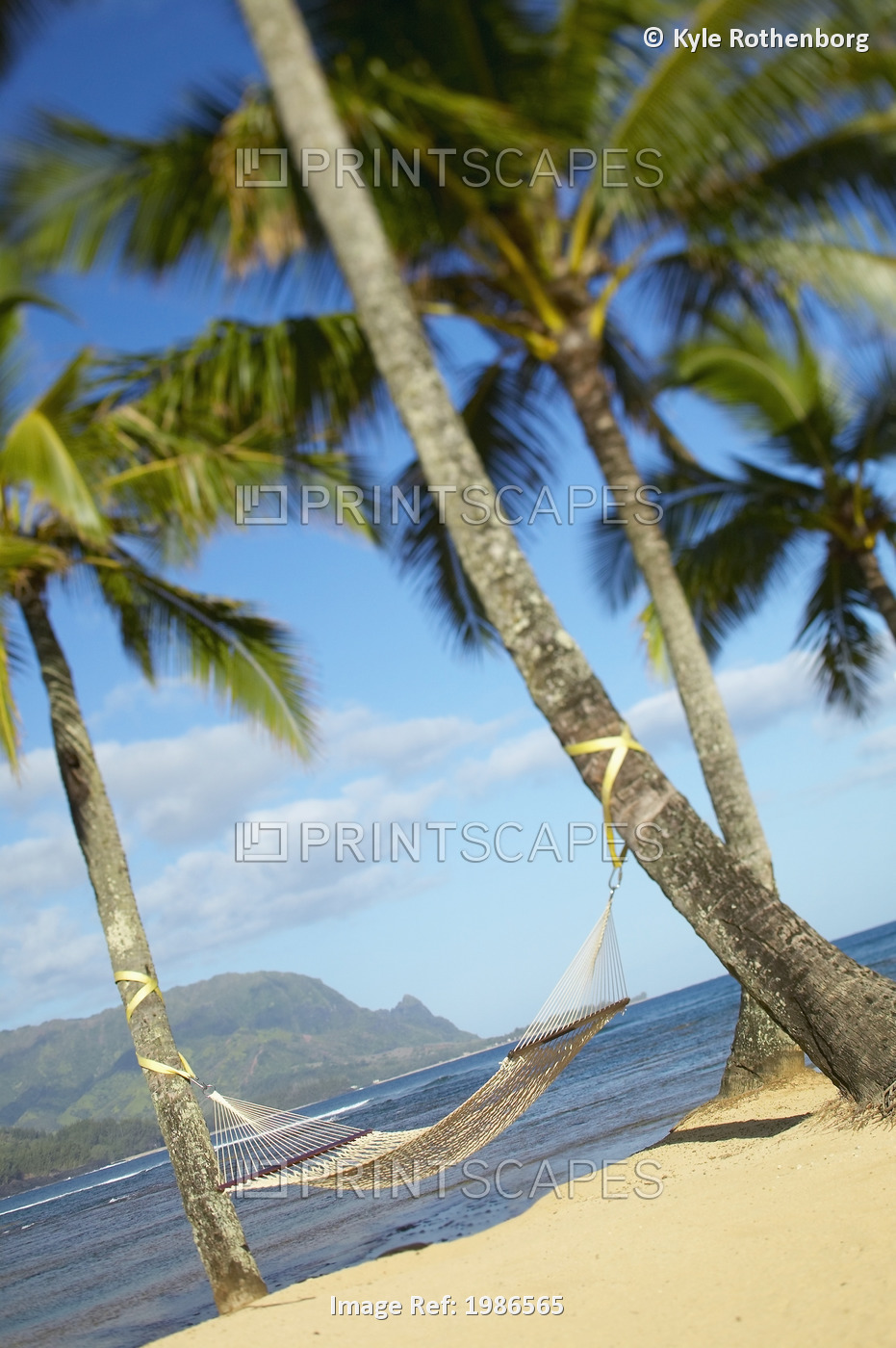 USA, Hawaii Islands, Kauai, Hammock tied between palm trees on sandy beach; ...