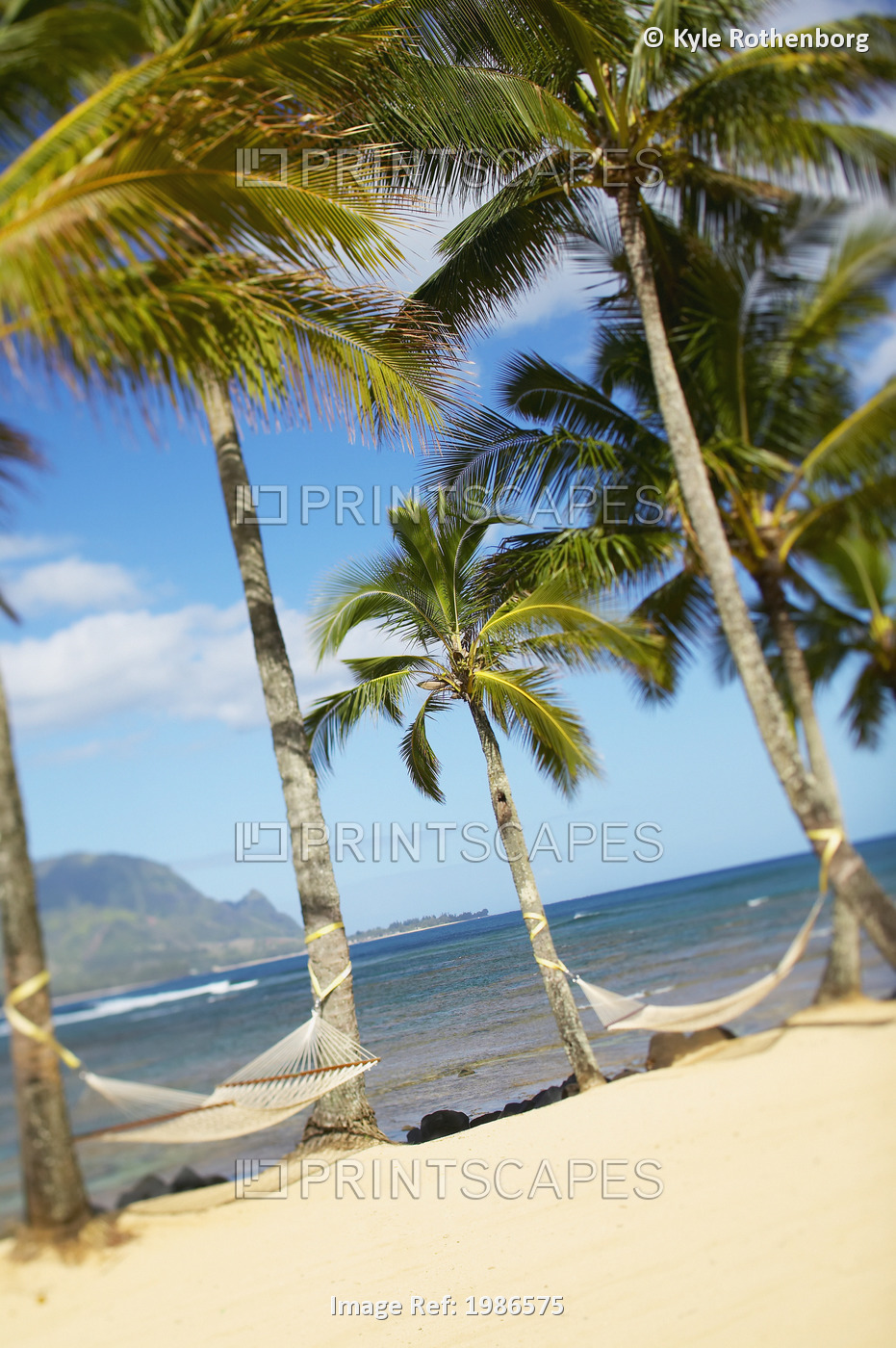 Hawaii, Kauai, Hanalei Bay Princeville, Two Hammocks Hang Between Palm Trees On ...