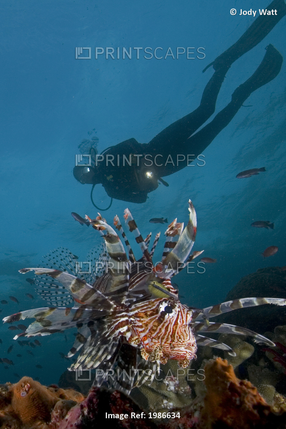 Lionfish (Pterois Volitans) and diver; Indonesia