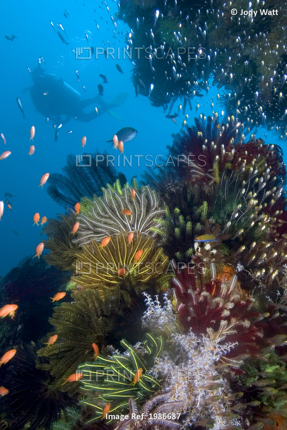 Indonesia, Diver exploring colorful reef; Komodo