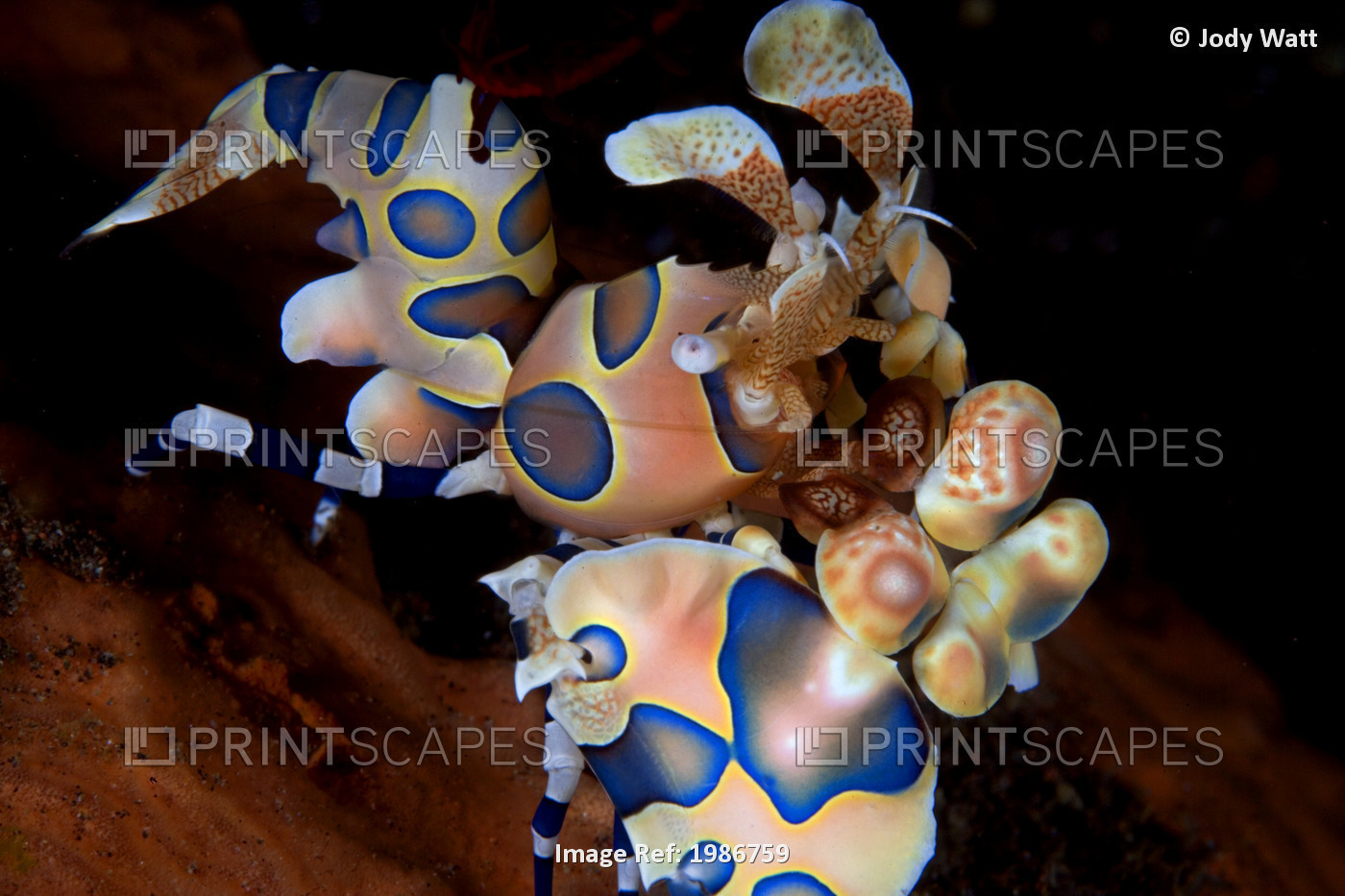 Indonesia, Bali, Blue variety; Tulumben, Harlequin Shrimp (Stenopus Pyronotu)
