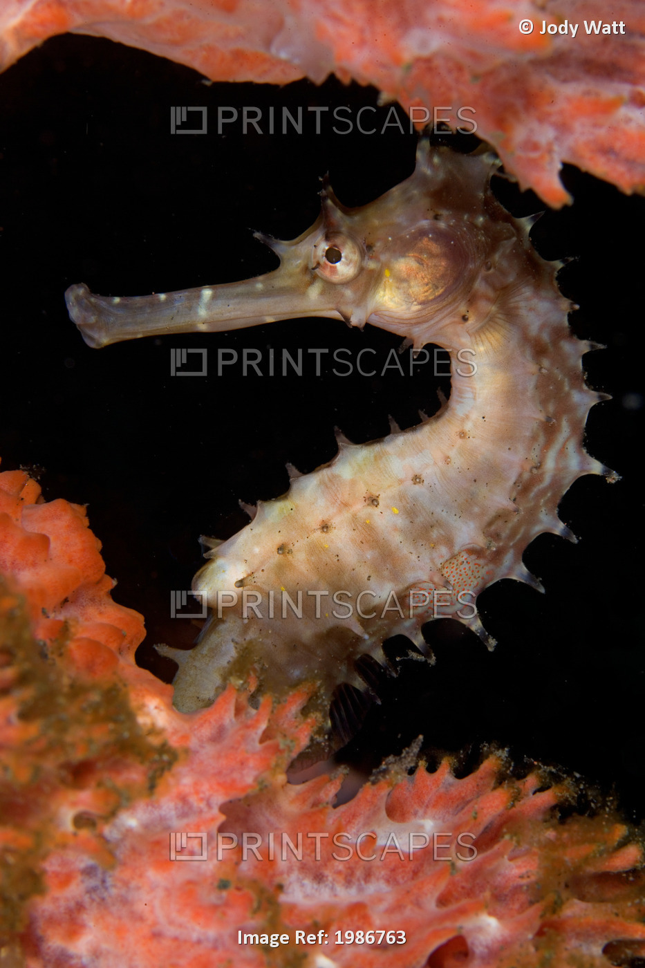 Indonesia, Bali, Thorny Sea Horse in Sponge; Tuumben