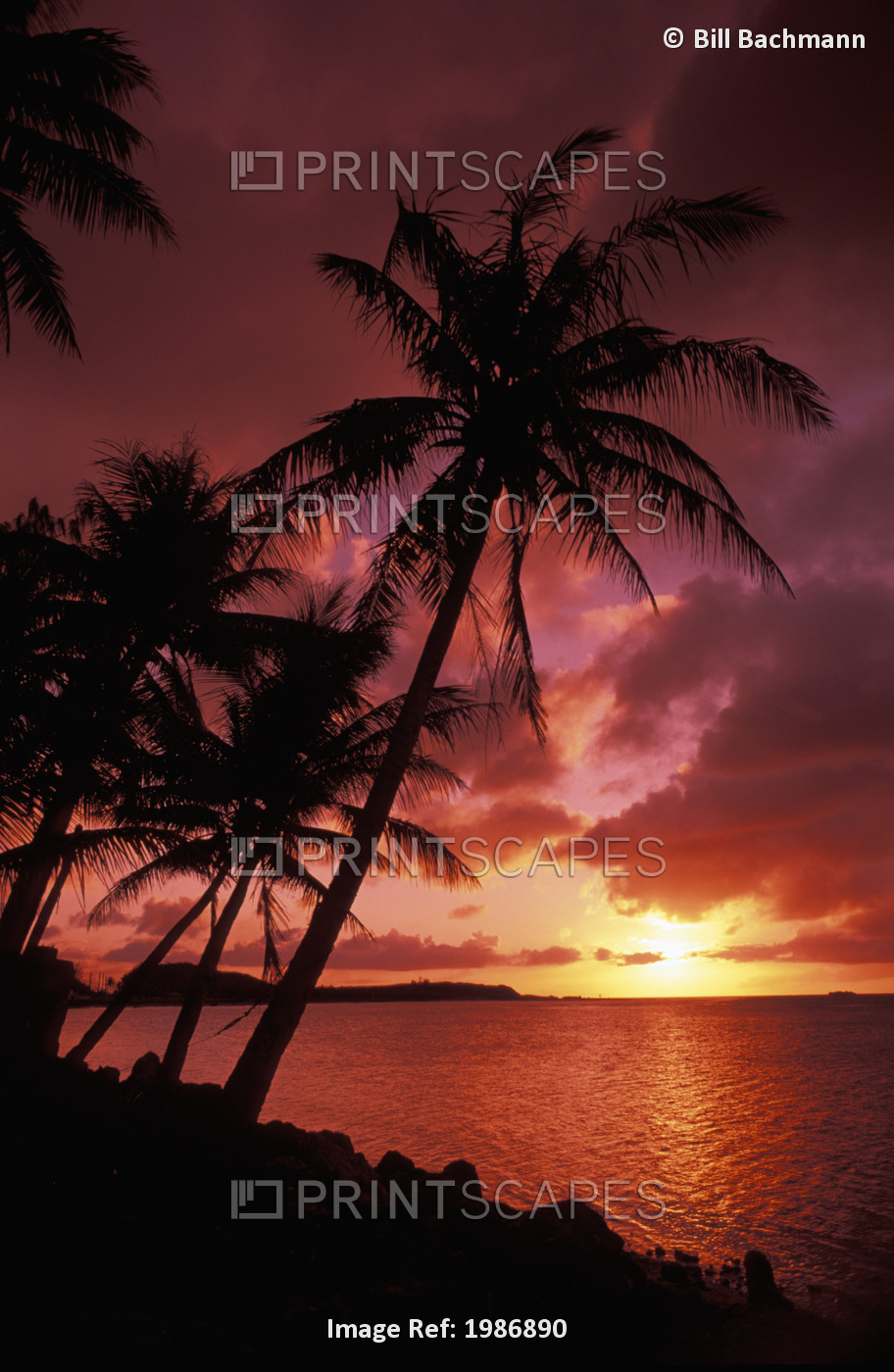 Guam, Tumon Bay, Bright Red Sunset And Silhouetted Palms On Beach.