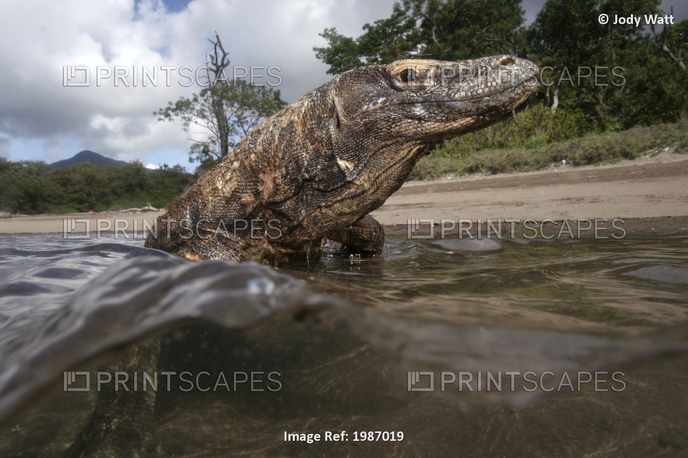 Komodo Dragon National Park; Indonesia, Split view of Komodo Dragon in shallow ...