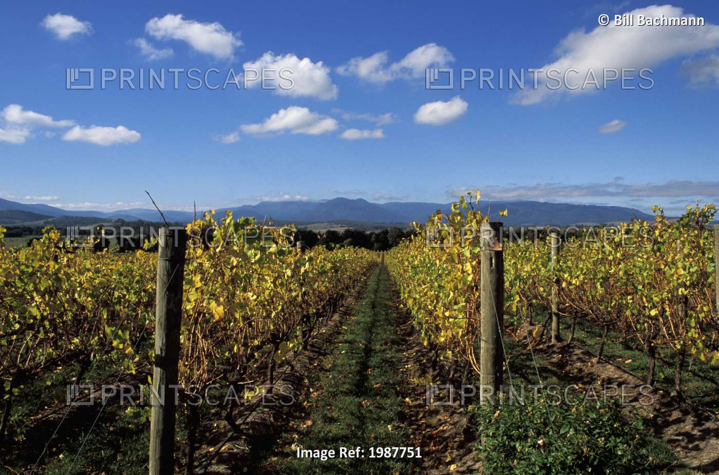 Australia, Yarra Chandon wine fields with vineyard rows; Victoria