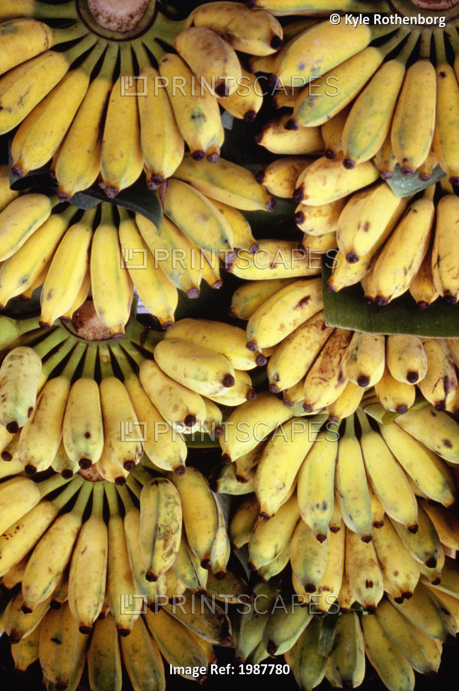 Bunch of bananas out for sale at outdoor market; Thailand