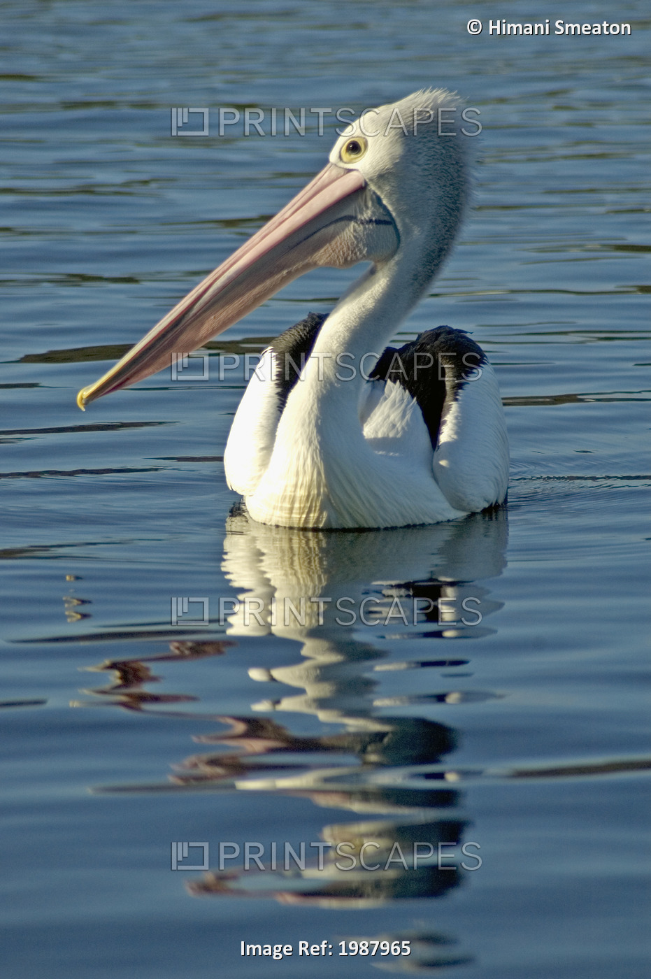 Australia, Pelican Swimming On Calm, Reflective Water