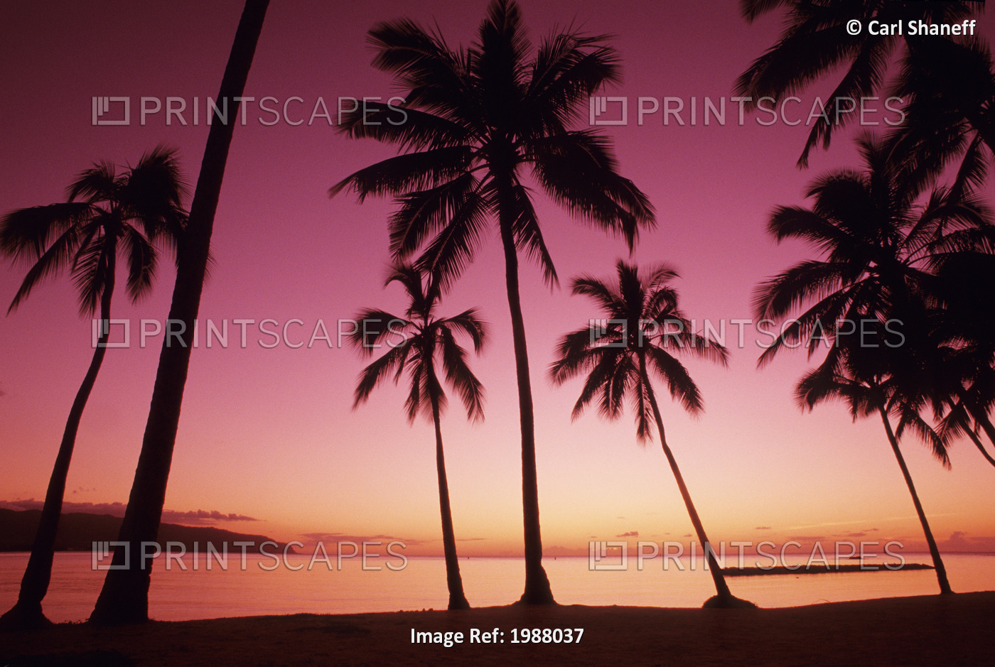 Palm Trees Silhouetted By Bright Pink Sunset Sky