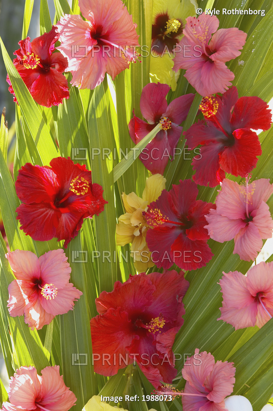 French Polyesia, Tahiti, Huahine, Red And Pink Hibiscus Poking Through Green ...
