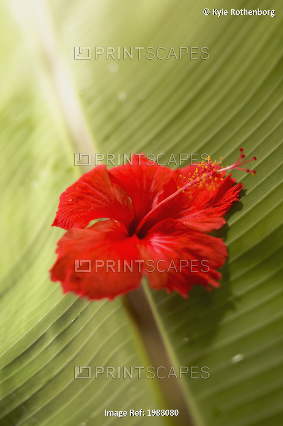 French Polyesia, Tahiti, Red Hibiscus Resting On A Banana Leaf