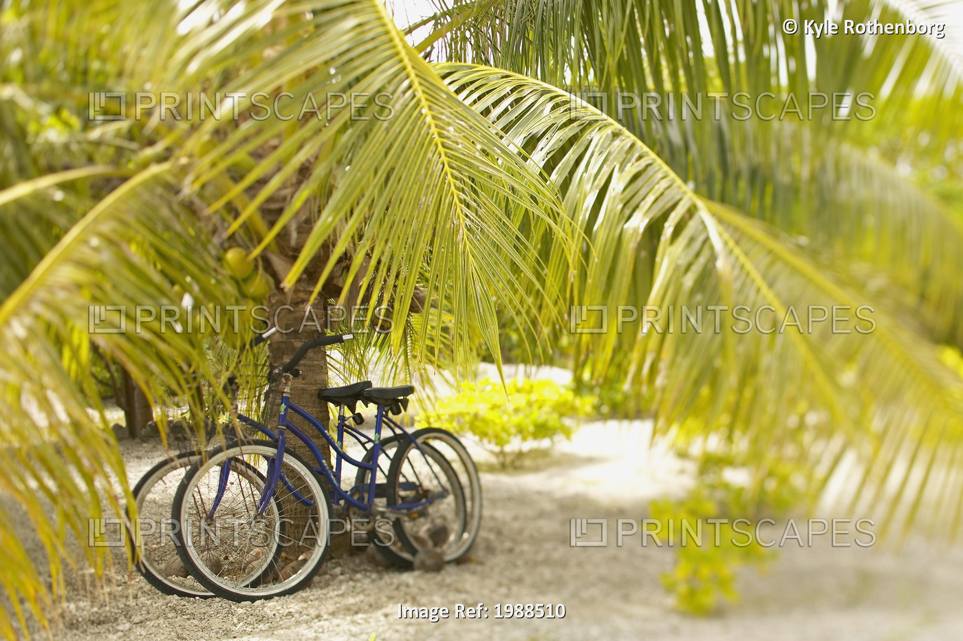 French Polynesia, Tuamotu, Palm Tree With Two Bikes Leaned Against It