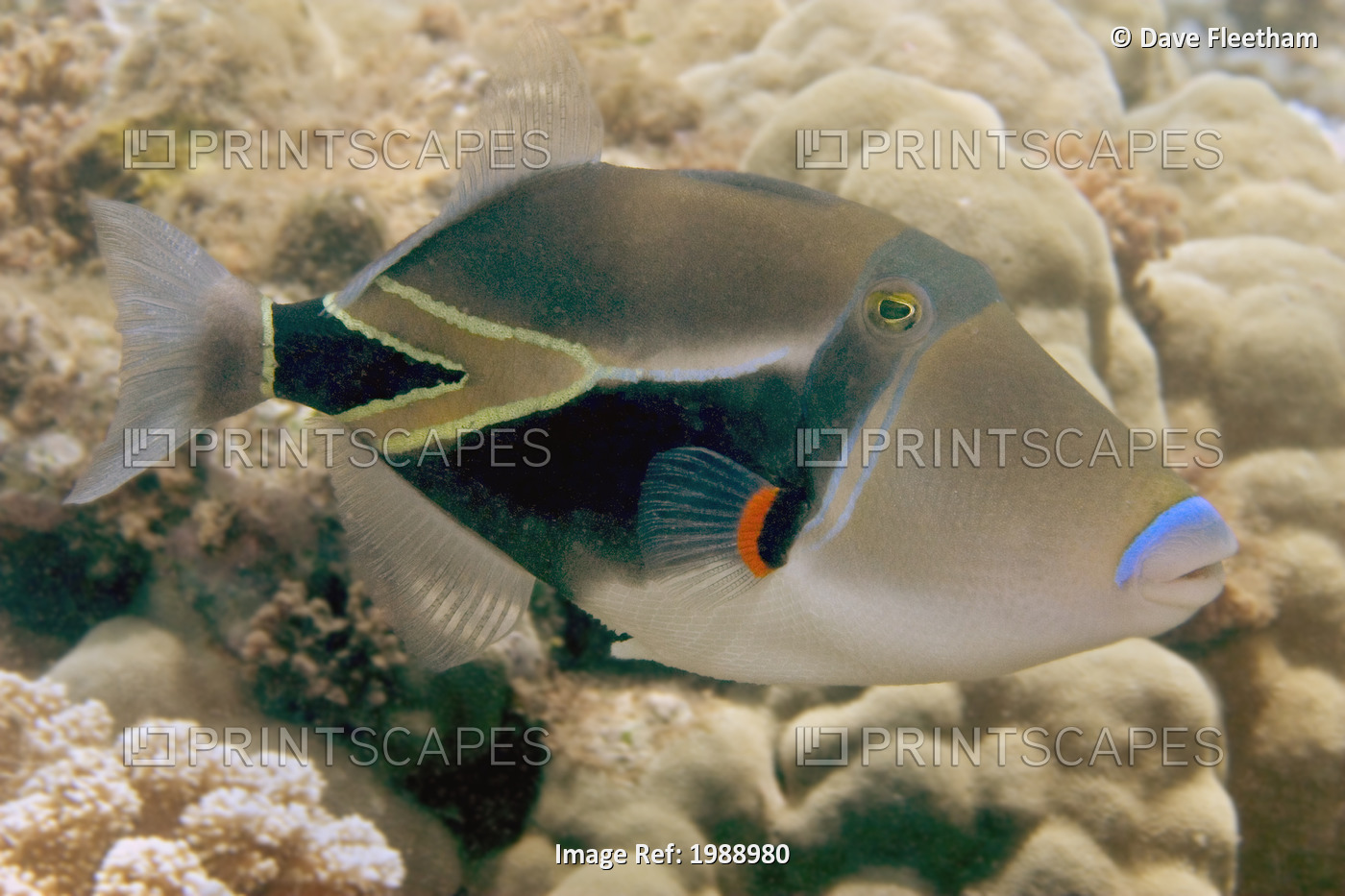 Hawaii, Picasso Triggerfish (Rhinecanthus rectangulus) swimming over coral.