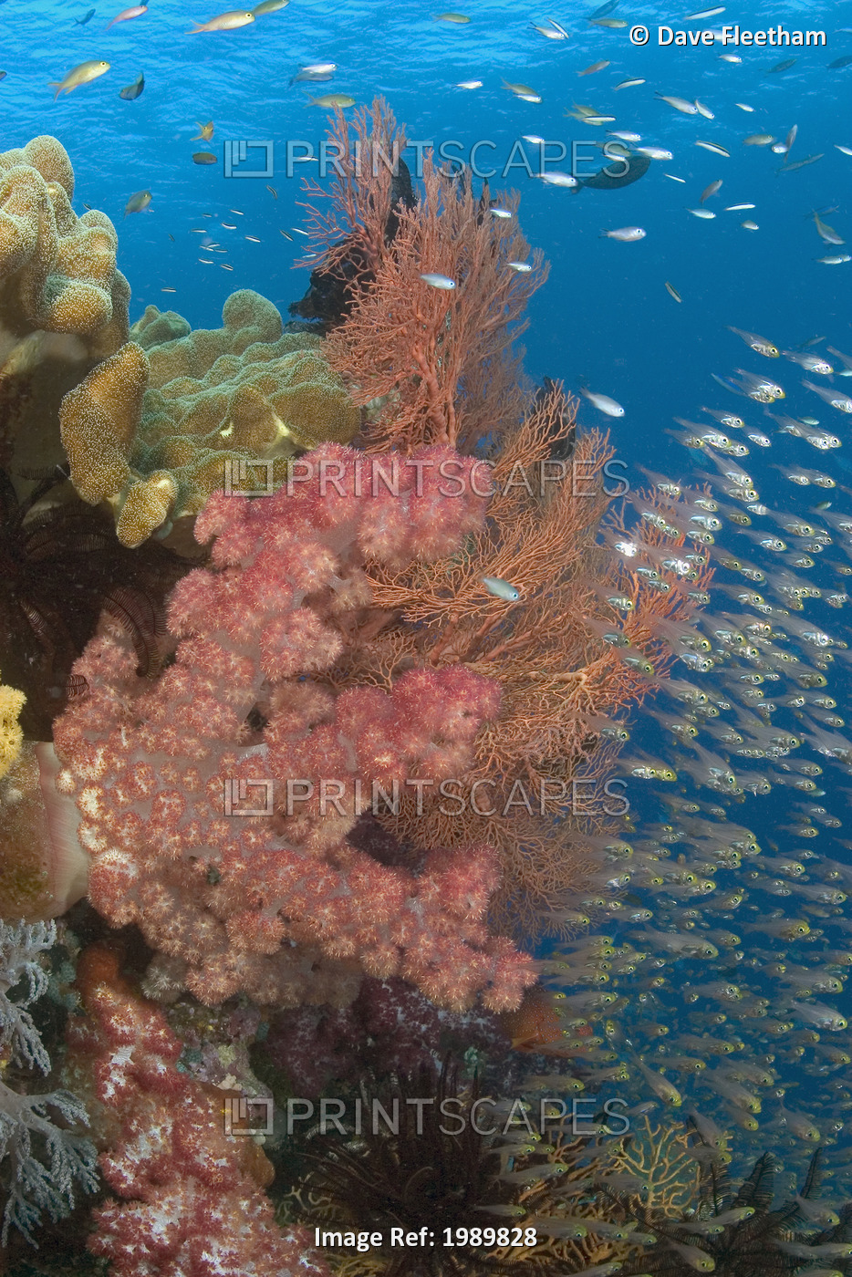 Indonesia, Alconarian Coral And Schooling Yellow Sweepers (Pempheris ...