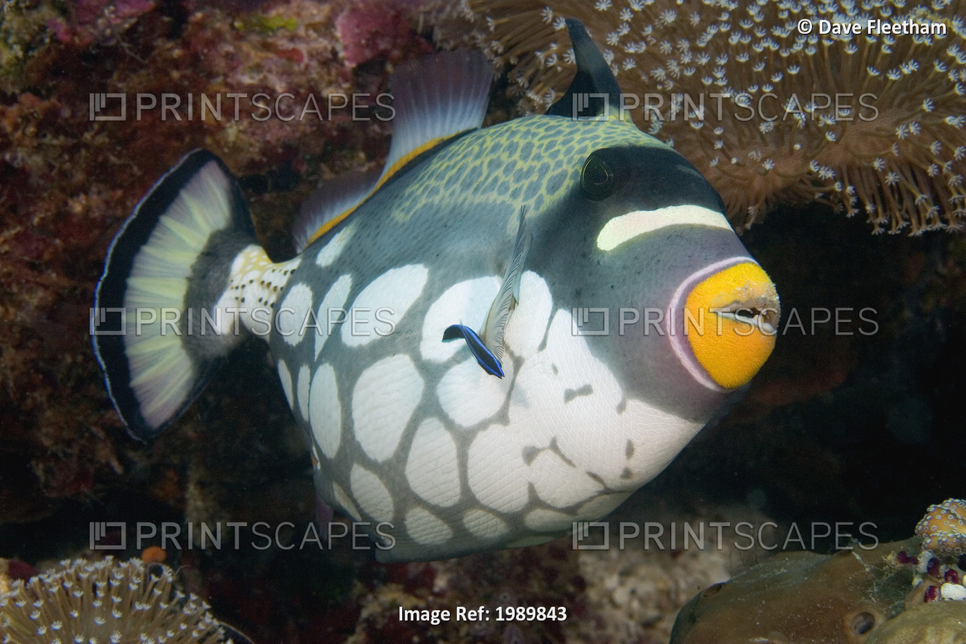 Indonesia, Clown Triggerfish (Balistoides Conspicillum) And Cleaner Wrasse.