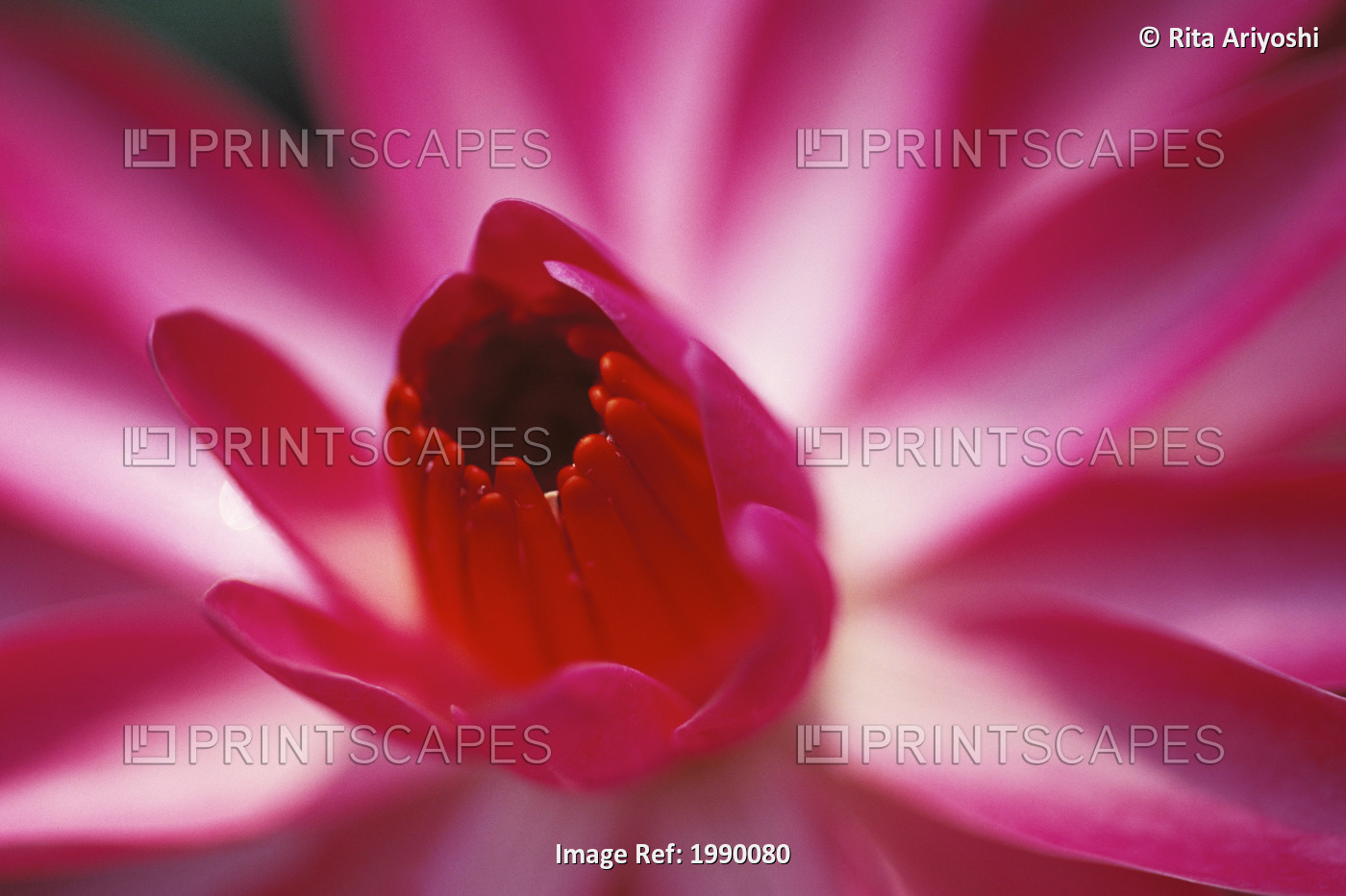 Pink Water Lily, Close-Up Detail