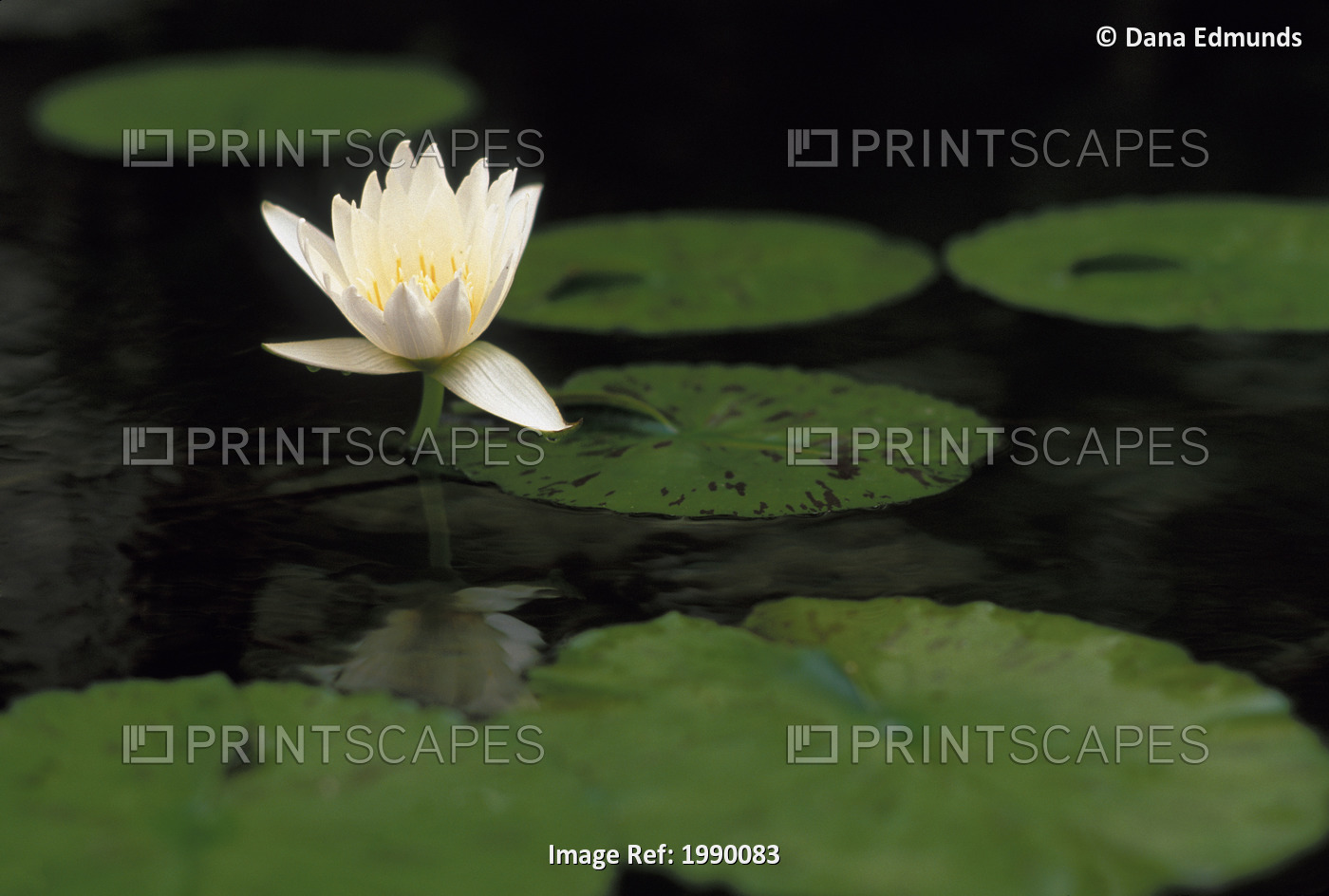 Water Lily, White