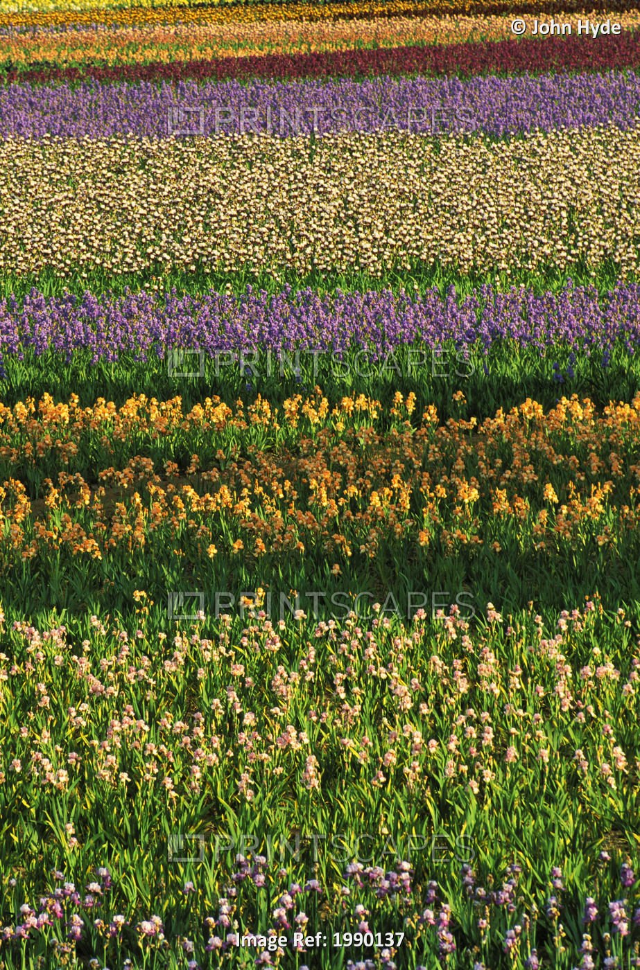 Oregon, Willamette Valley, Schreiner's Iris Gardens