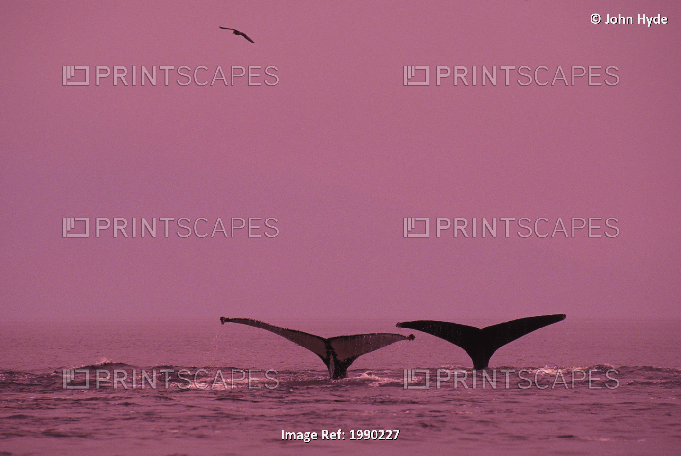 Alaska, Frederick Sound, Humpback Whale (Megaptera Novaeangliae) Double Fluke