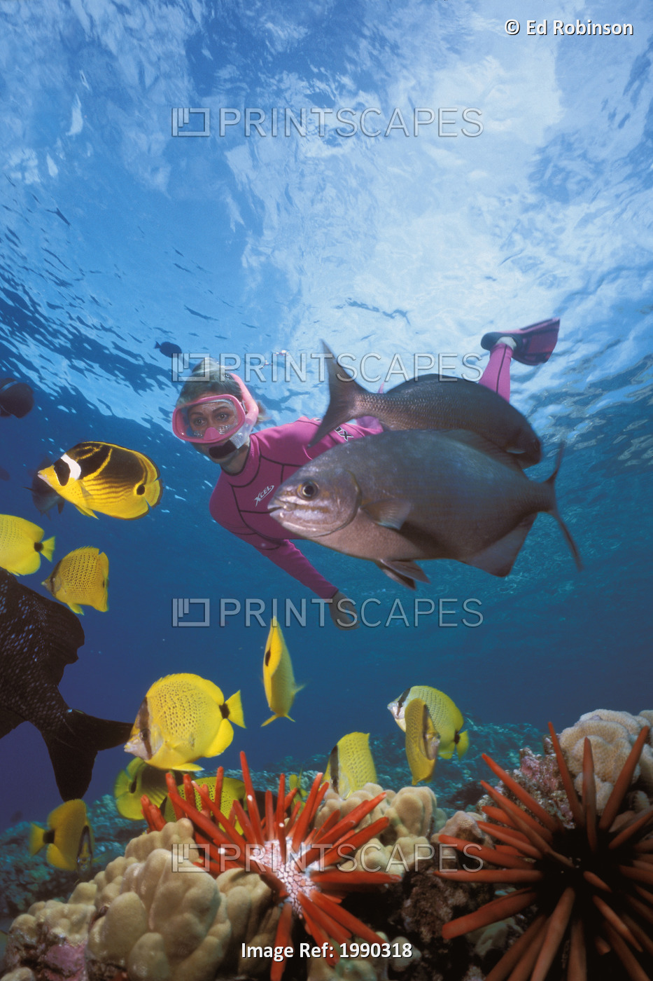 Hawaii, Maui, Molokini, Tropical Reef Scene With Woman Snorkeling Variety Of ...
