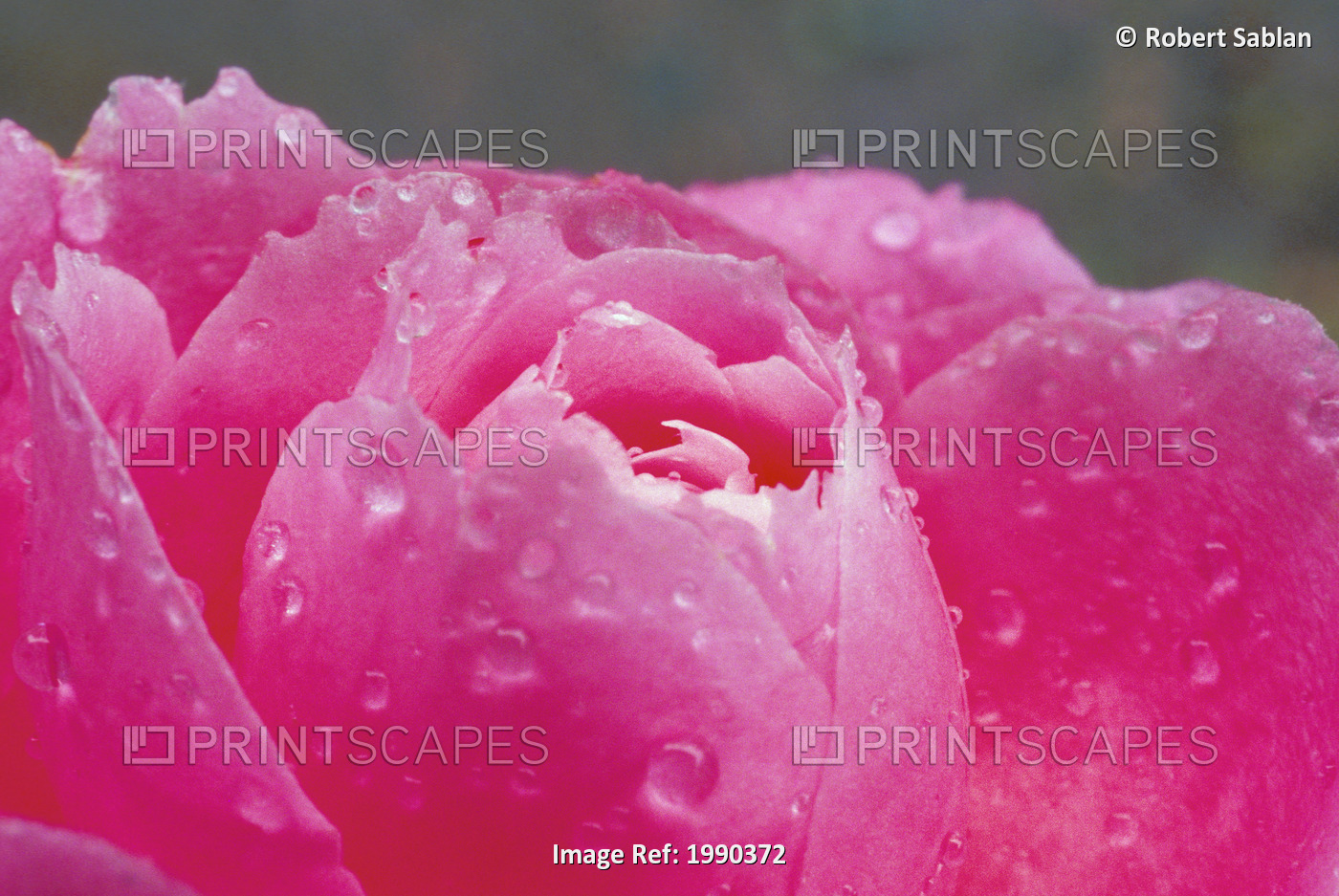 Close-Up Detail Of Pink Rose Blossom With Water Droplets