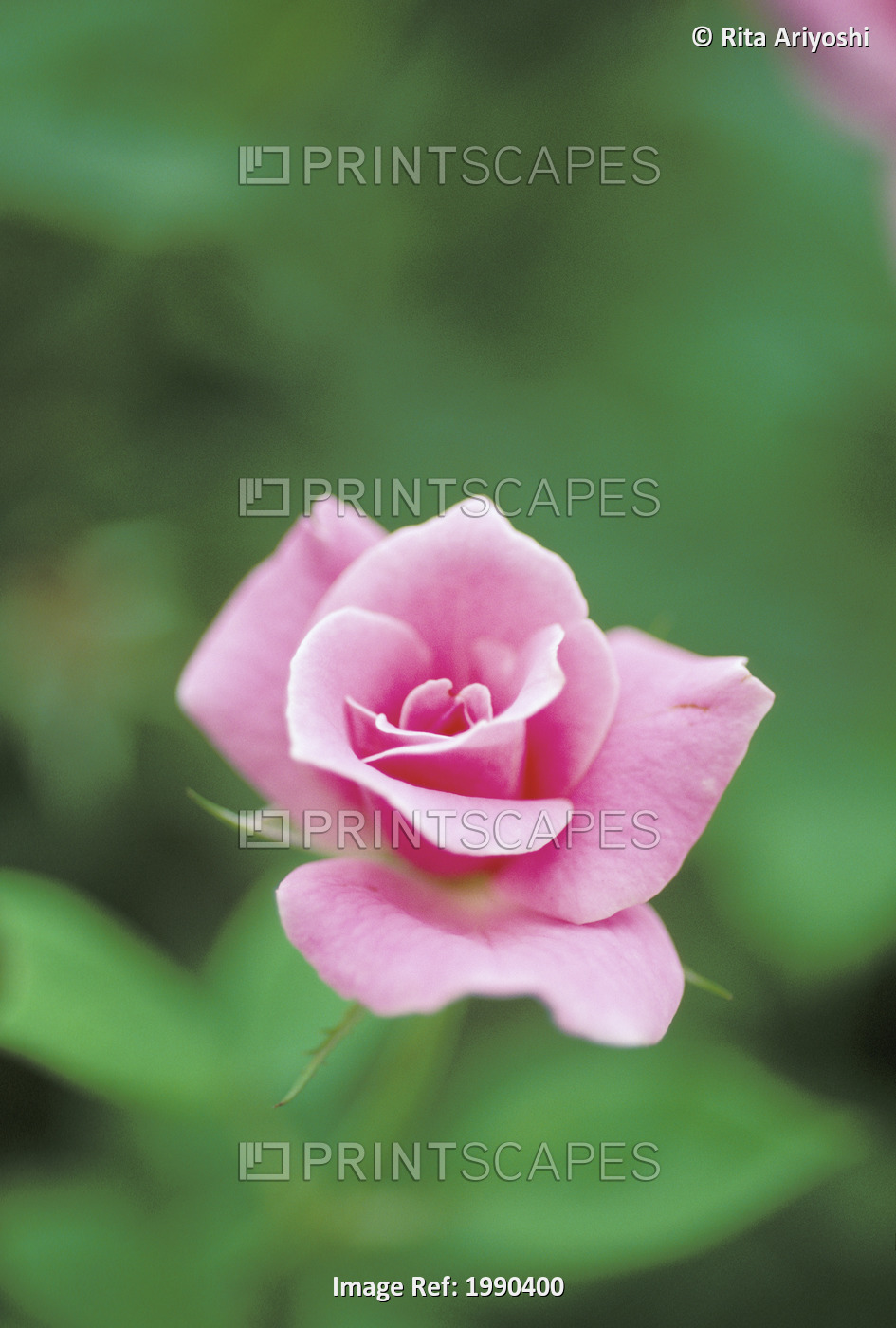 Single Perfect Pink Rose, Partway Open, Soft Focus
