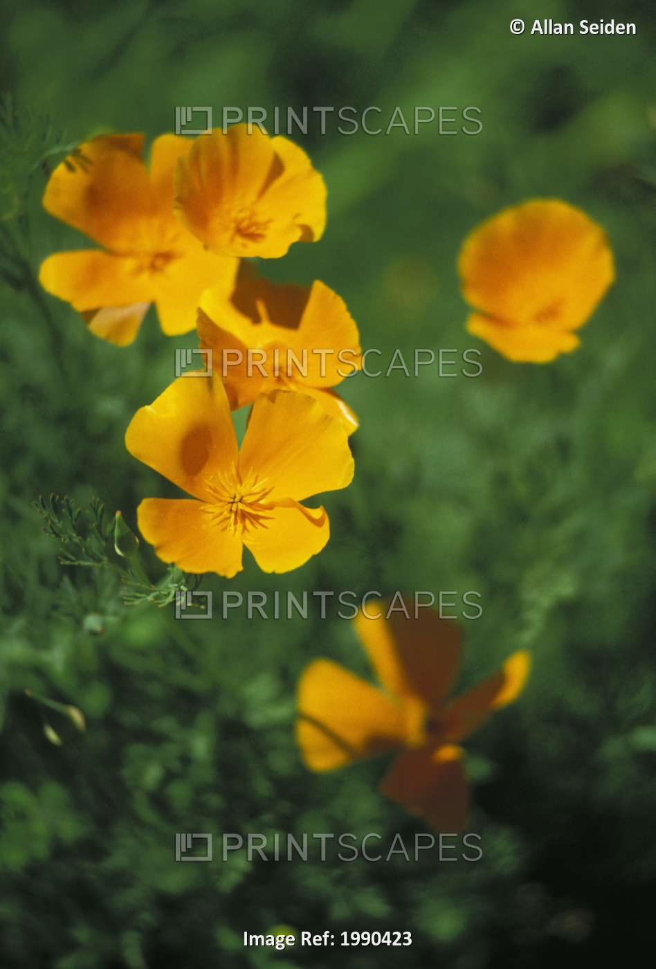 Close-Up Of California Poppies, Orange, Still On Plant