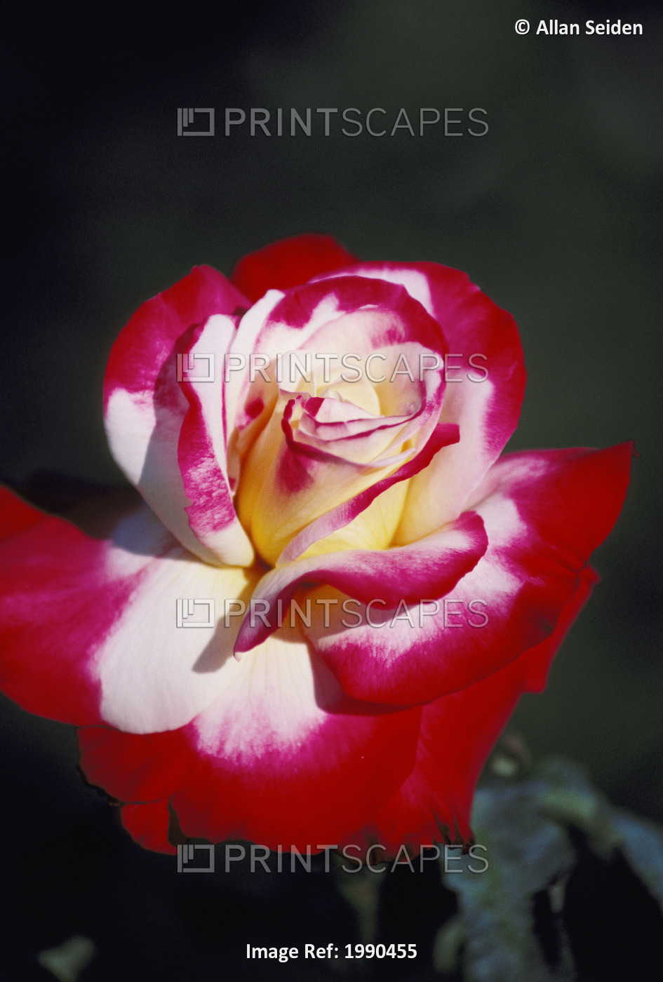 Close-Up Of A Single White Rose With Red Tips, Dark Background