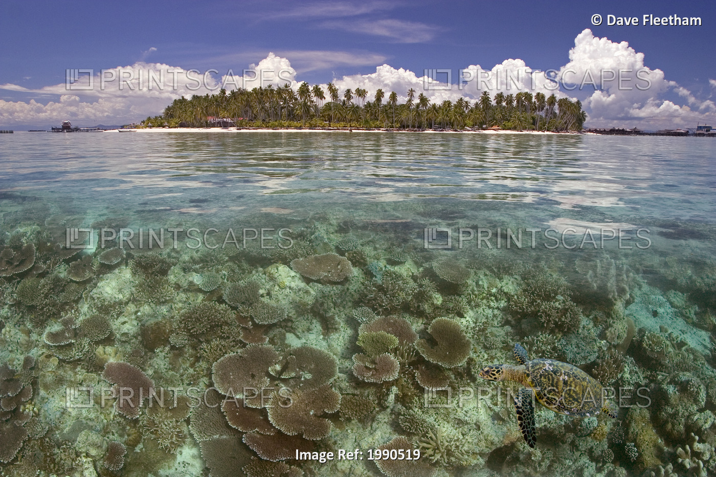 Malaysia, Mabul Island, A Hawksbill Turtle Swims In Island/Reef Scene