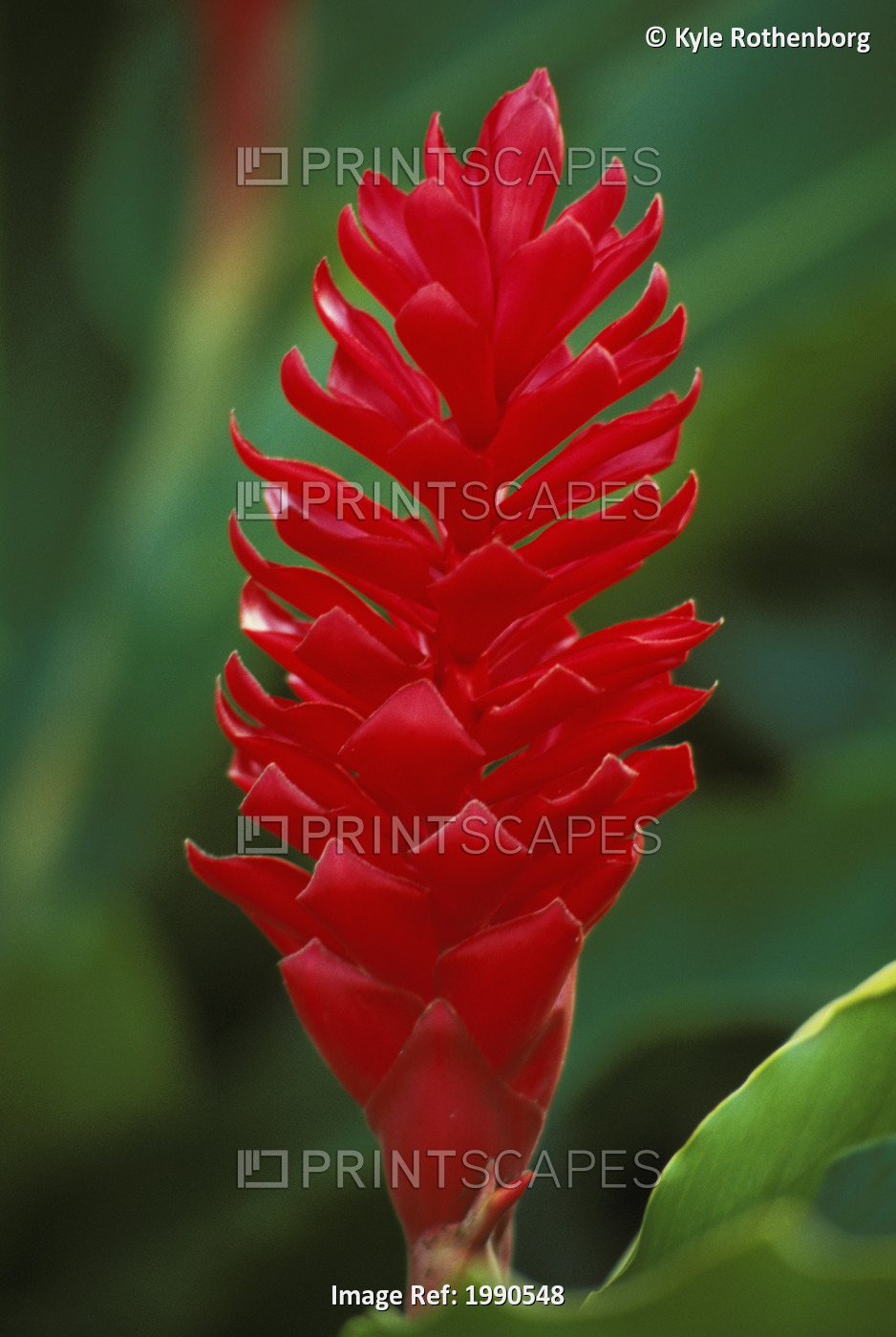 Close-Up Of Red Ginger Still On Plant, Soft Focus Background