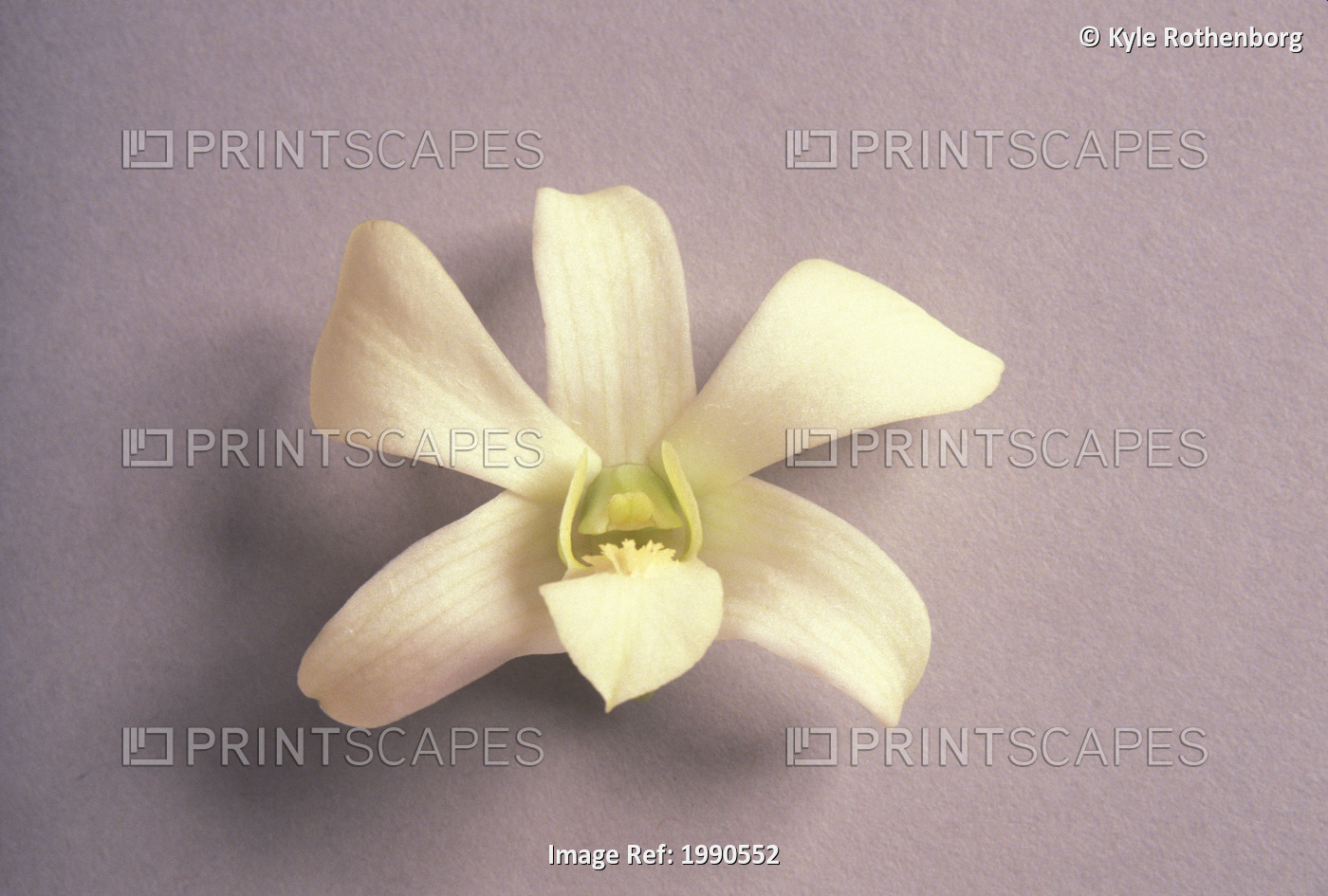 Top Front View Of Single White Orchid, Studio Shot With Light Gray Background