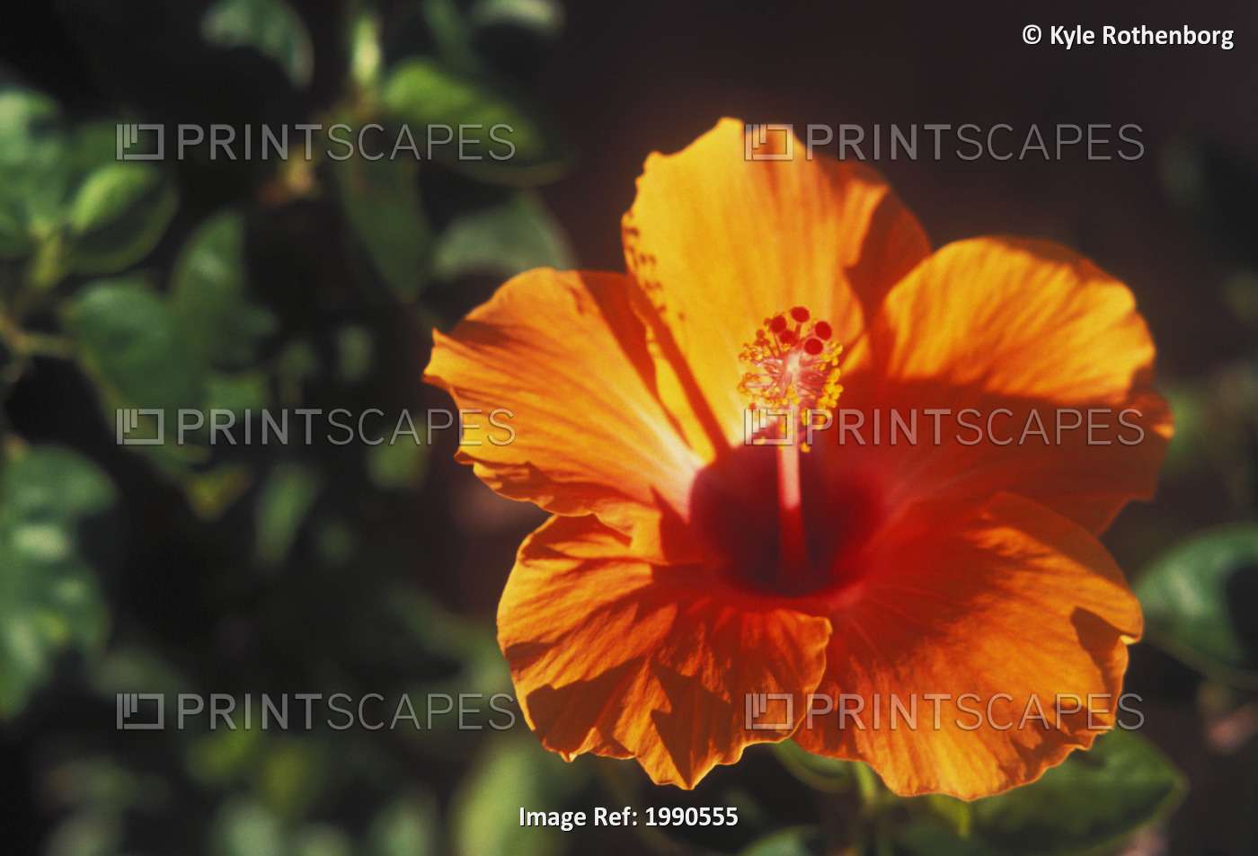 Close-Up Of Orange Hibiscus Flower On Plant, Green Leaves Soft Focus In ...
